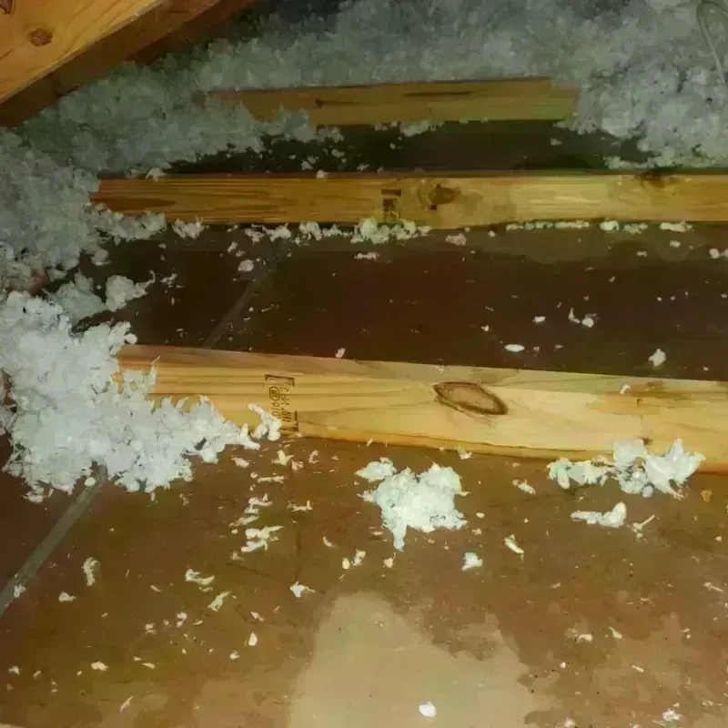 Attic Water Damage in Charlotte, TX